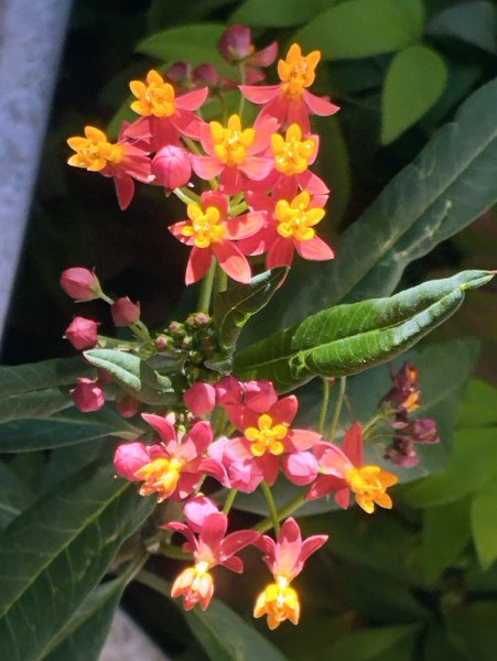 Asclepias Curassavica.jpg