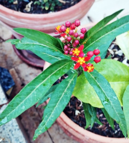 Asclepsis 10 Sep 25.jpg