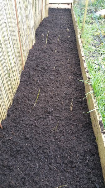 asparagus March 2019.jpg