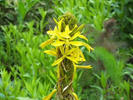 asphodeline lutea.jpg