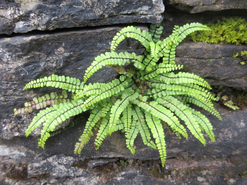 ASPLENIUM  TRICHOMANES  MAIDENHAIR  SPLEENWORT 11-08-2018 10-42-15.JPG