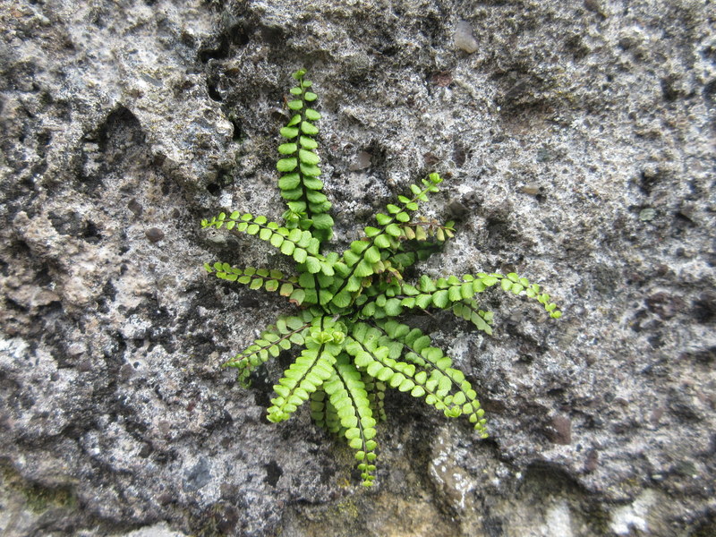 ASPLENIUM  TRICHOMANES  MAIDENHAIR  SPLEENWORT 15-05-2018 11-19-15.JPG