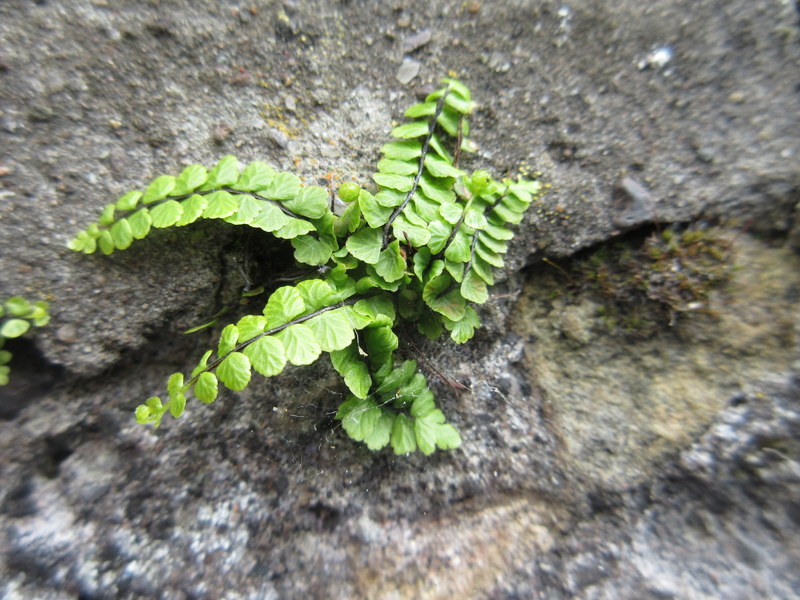 ASPLENIUM  TRICHOMANES  MAIDENHAIR  SPLEENWORT 15-05-2018 11-19-23.JPG