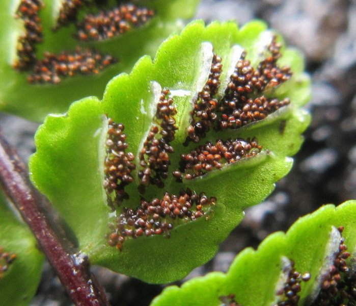ASPLENIUM  TRICHOMANES  MAIDENHAIR  SPLEENWORT  21-08-2021 12-44-032.JPG