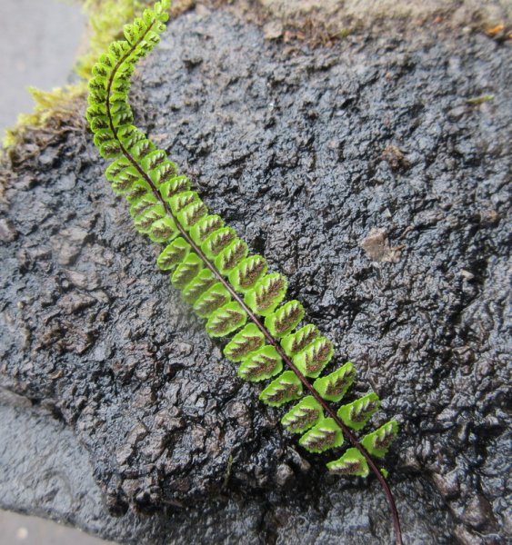 ASPLENIUM  TRICHOMANES  MAIDENHAIR  SPLEENWORT  21-08-2021 12-44-18.JPG