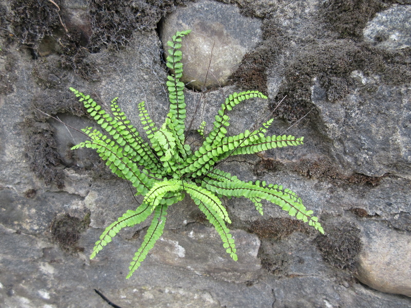 ASPLENIUM  TRICHOMANES  MAIDENHAIR  SPLEENWORT 28-08-2021 16-35-44.JPG