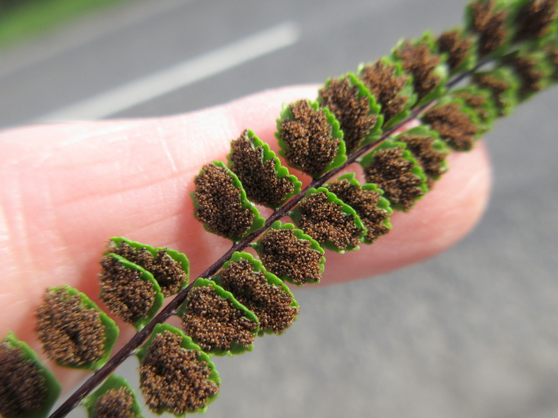 ASPLENIUM  TRICHOMANES  MAIDENHAIR  SPLEENWORT 28-08-2021 16-38-09.JPG