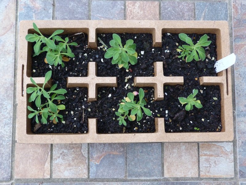 Assignment 6 Structures and Buildings16 Nov 2012 029.JPG