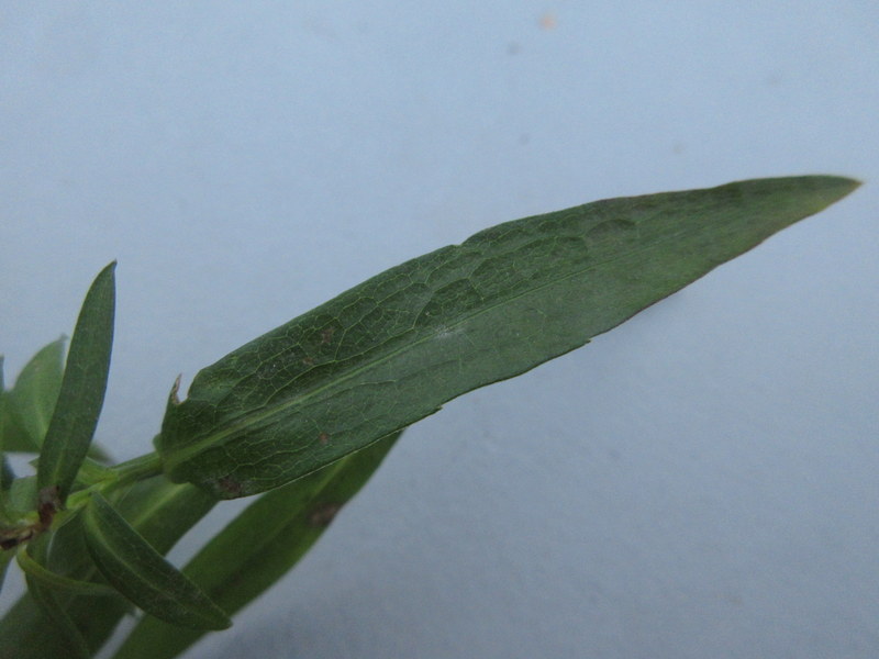 ASTER  DUMOSUM  AZURIT  13-11-2020 15-58-30.JPG