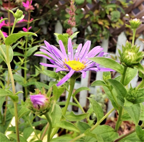 Aster frickartii Monch.jpg