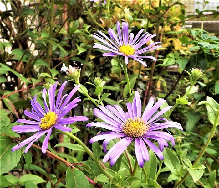 Aster frikartii.jpg
