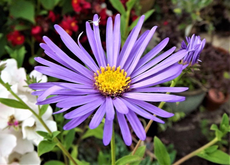Aster frikartii Monch.jpg