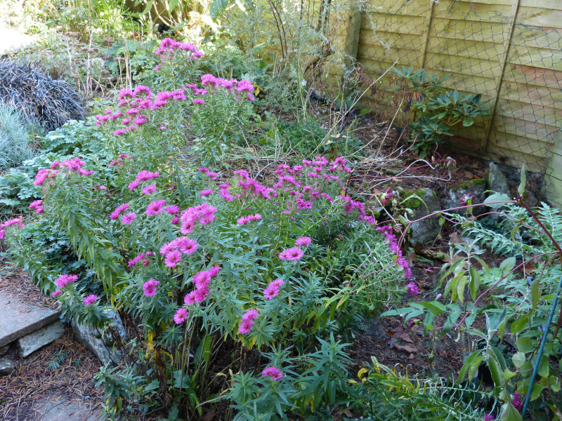 Aster nova angelica Andenken am Alma Potschke.JPG