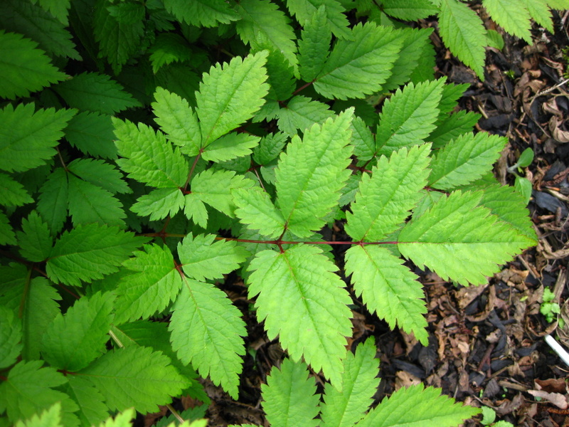 ASTILBE  EDENS  ODYSSEUS 20-05-2009 16-51-21.JPG
