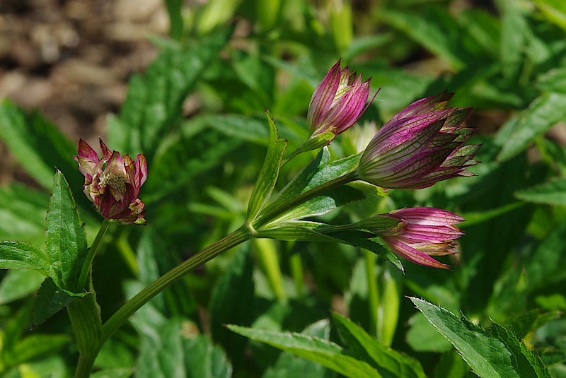 astrantia.jpg