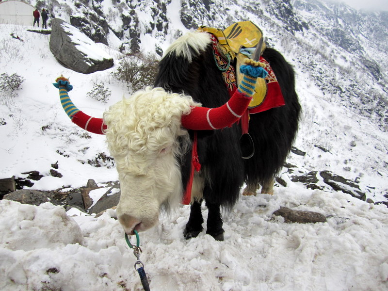 AT  TSOMGO  LAKE  YAKS 07-04-2011 12-33-45.JPG