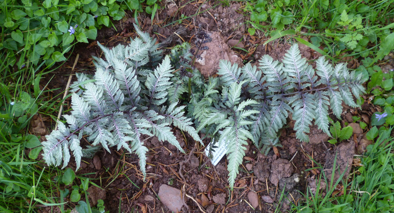 Athyrium nipponicum Pictum 1.JPG