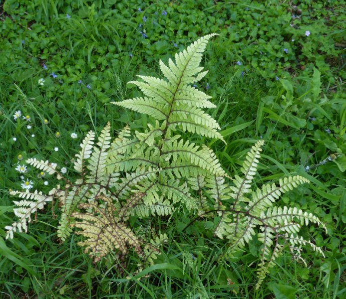 Athyrium otohhorum 2.JPG
