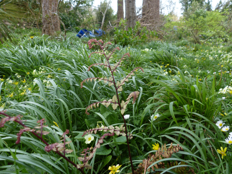 Athyrium otophorum okanum.JPG