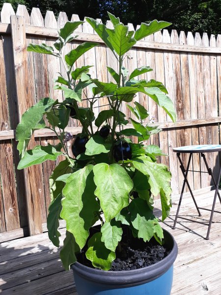 aubergine.jpg