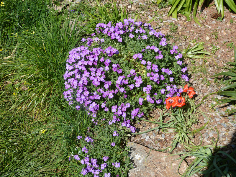 Aubretia 2.JPG