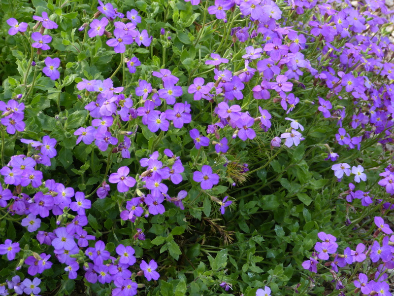 Aubretia.JPG
