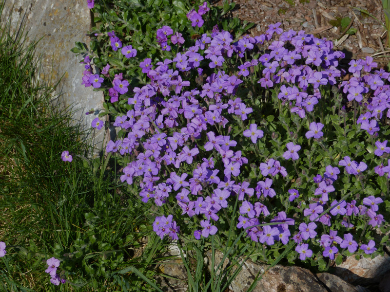 Aubretia.JPG