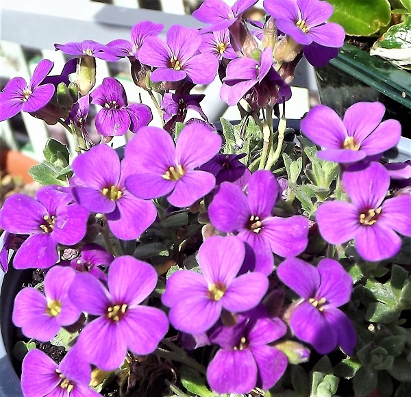 Aubretia.jpg