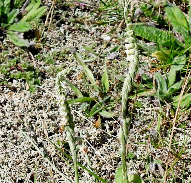 Autumn Lady's Tresses (10).JPG