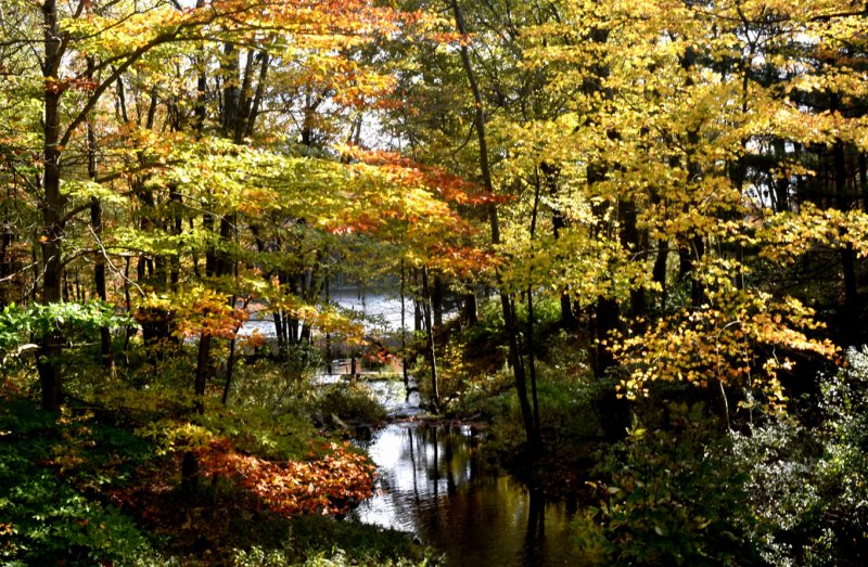 Autumn Leaves 72.jpg