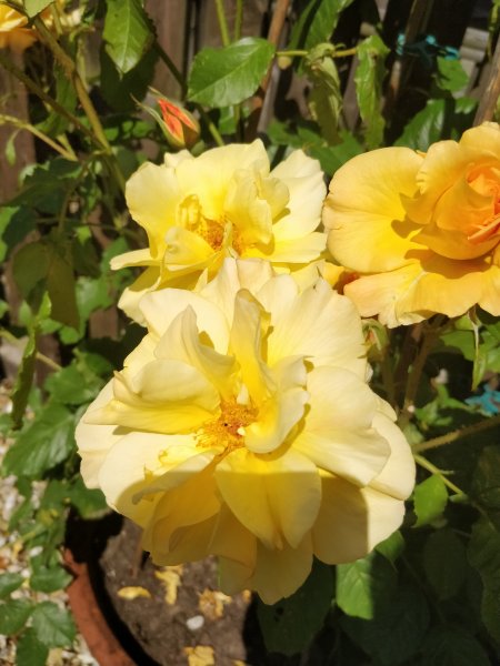 Autumn sunset (2).jpg