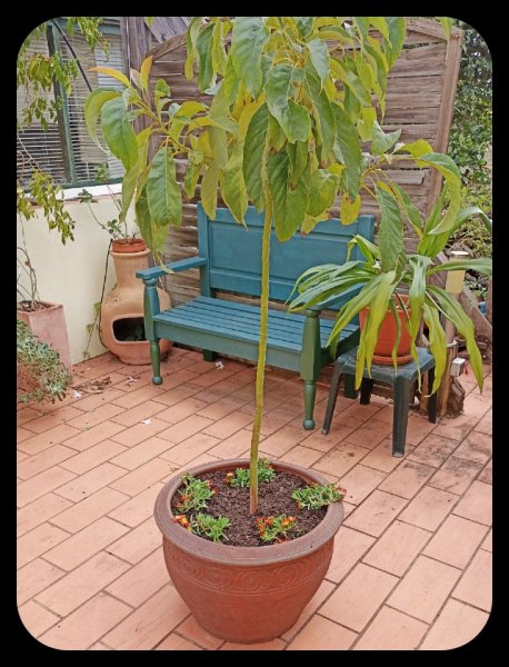 Avocada with Lampranthus 29 Oct 21.jpg