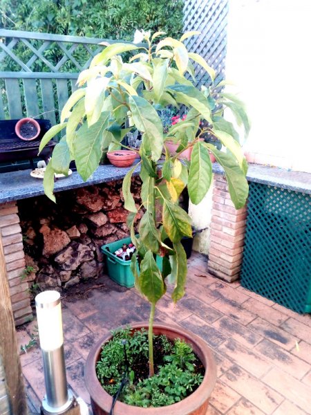 Avocado 12 May 21.jpg