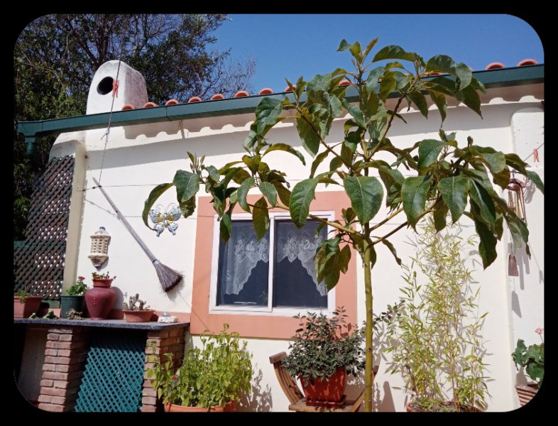 Avocado Tree 14 Julm22.jpg