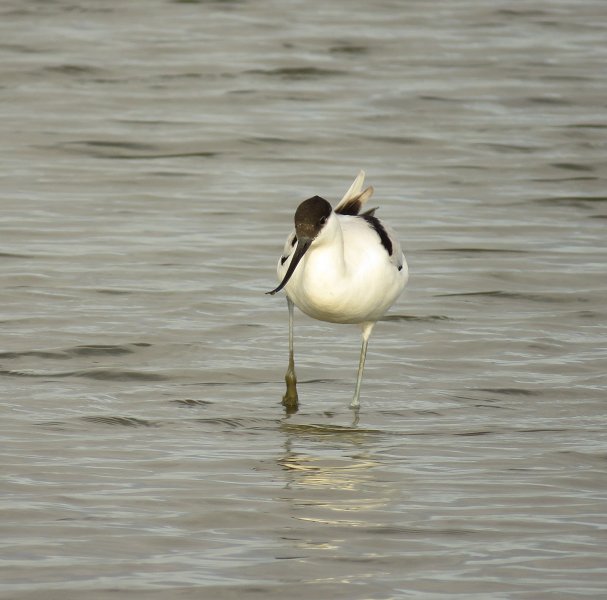 Avocet 1.jpg