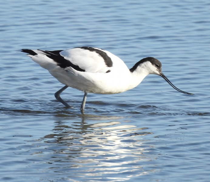 Avocet 1.jpg