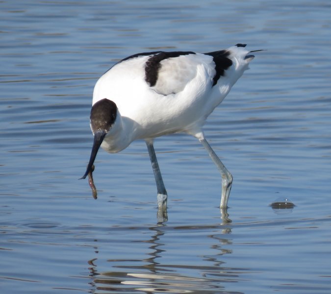 AVOCET 2.JPG