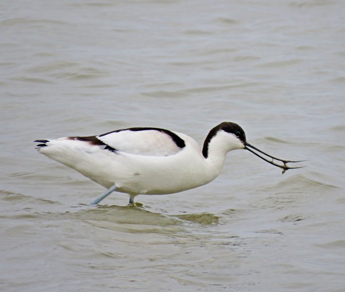 avocet 2.JPG