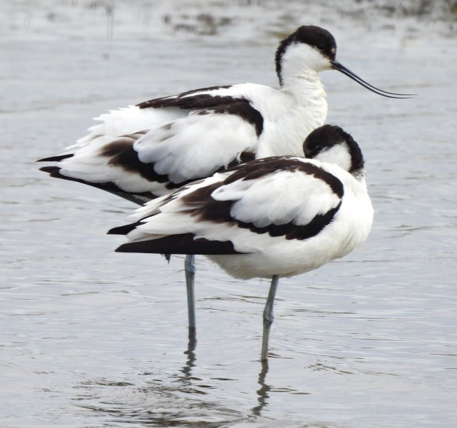Avocet 3.JPG