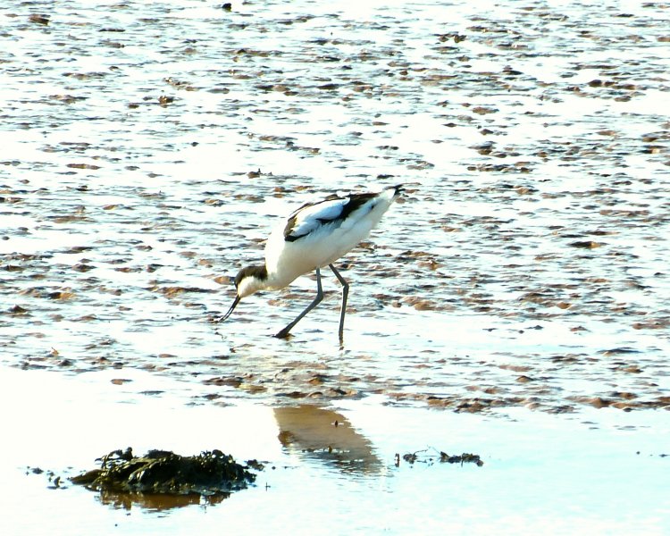Avocet 3.JPG