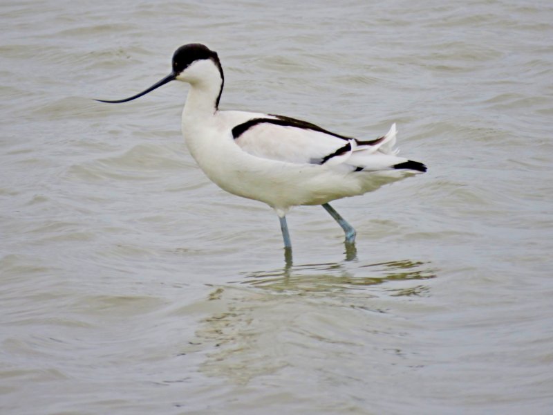 avocet 4.JPG