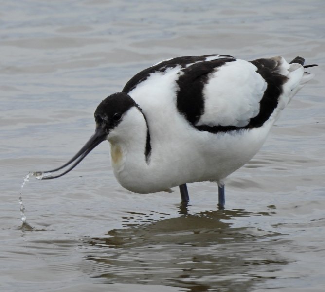 Avocet 4.JPG
