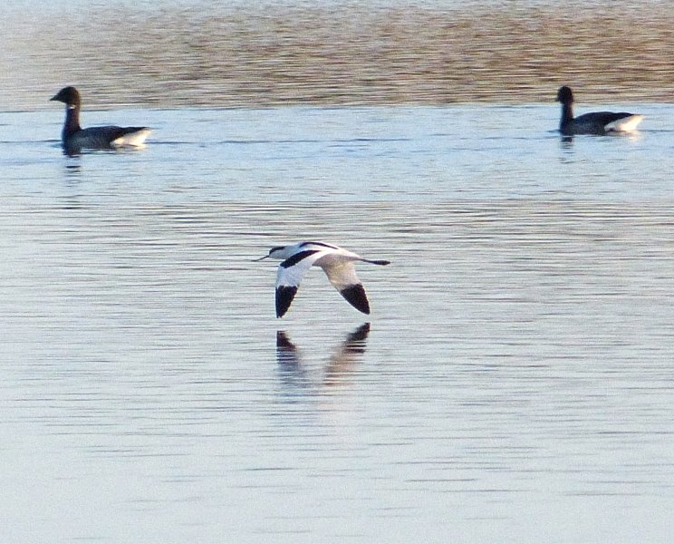 AVOCET 6.JPG