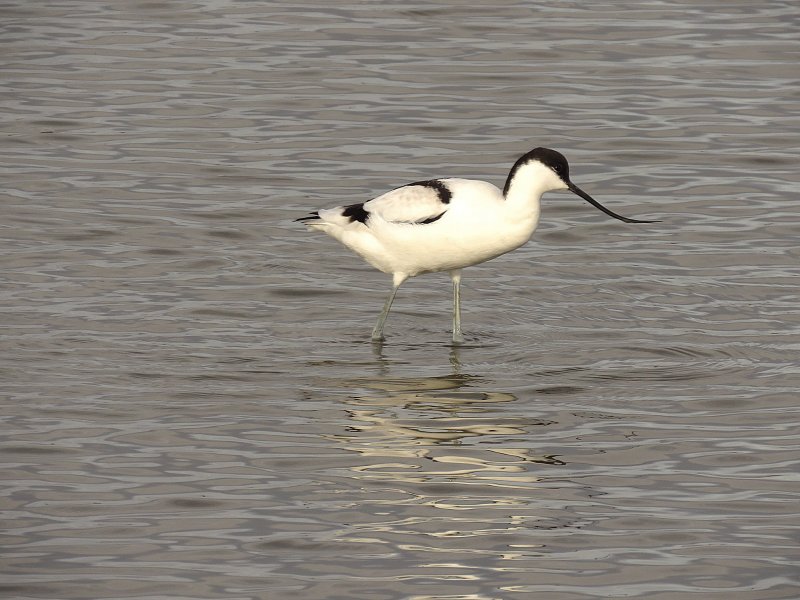 Avocet.jpg