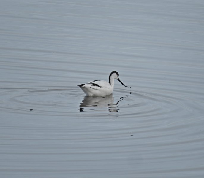 avocet.JPG