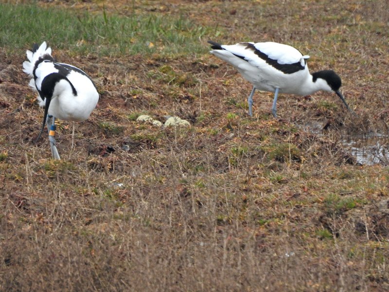 Avocets 1.JPG
