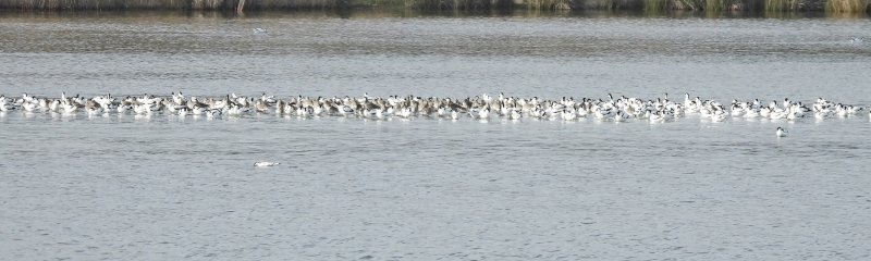 AvocetS (3).jpg