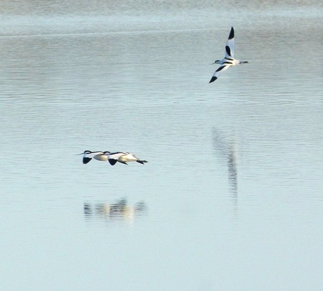 AVOCETS 7.JPG