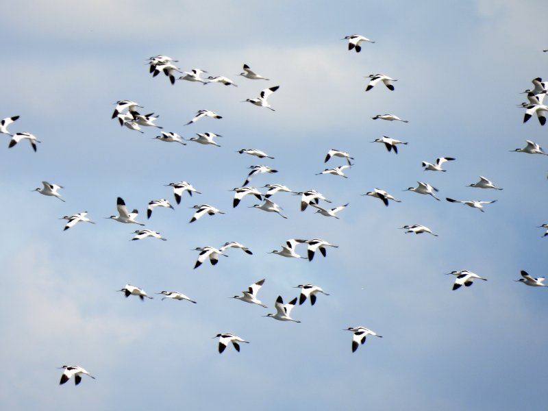 Avocets.jpg
