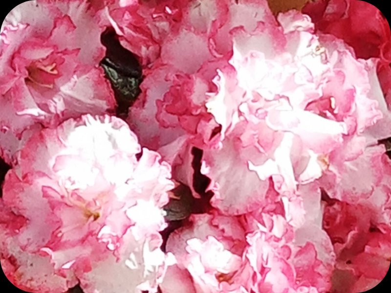 Azalea 21 Feb 24.jpg